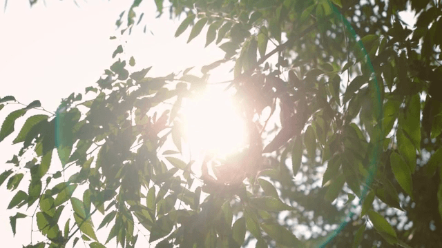 초록 잎 사이로 비치는 햇빛