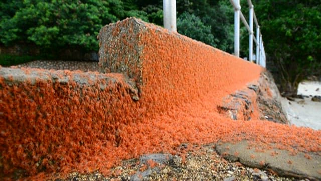 돌담 위를 기어 다니는 붉고 작은 게들