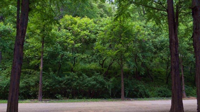 울창한 나무로 둘러싸인 고요한 숲길 정오