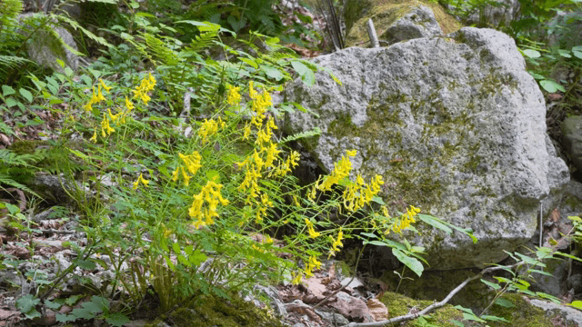 숲 속의 노란 야생화