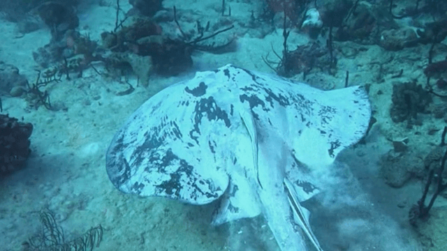 바다 바닥을 미끄러지듯 이동하는 가오리