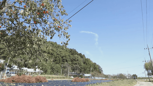 Rural street with persimmon trees and lush hill