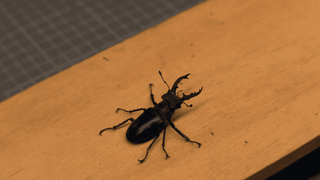 나무 표면 위의 사슴벌레