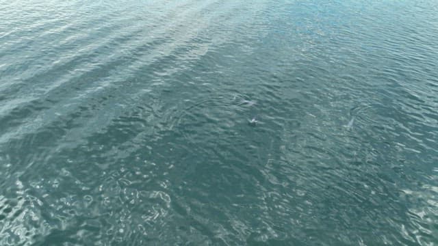 Finless porpoise swimming in the clear blue water of the ocean