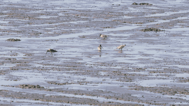 진흙 습지에서 물속에서 먹이를 찾는 새들