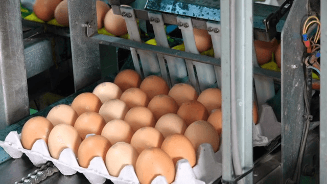 컨베이어 벨트에서 처리되는 계란