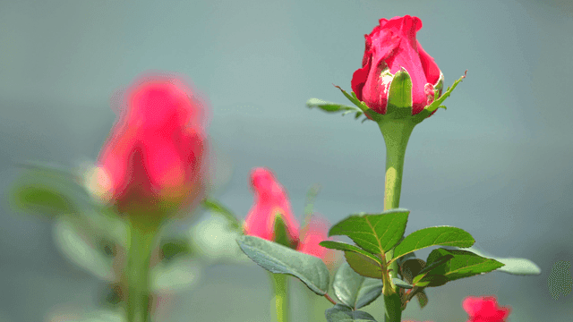 Close-up of a blooming red rose