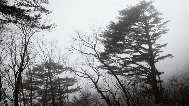 안개 낀 숲과 높은 소나무