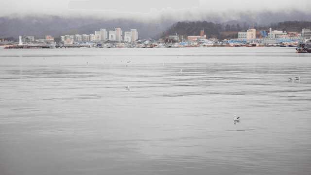 고요한 바다에 떠 있는 갈매기들