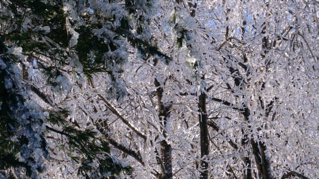 Icy trees glimmering in the sunlight