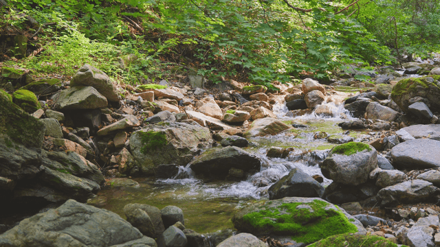 햇살이 비치는 고요한 숲 속 계곡