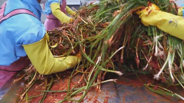 Workers preparing green onion kimchi in a food processing facility