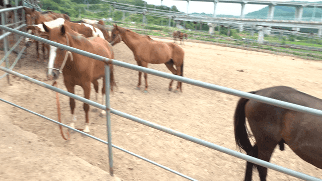농장의 울타리 안에 있는 말들
