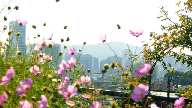 Flowers in bloom with a cityscape in the background