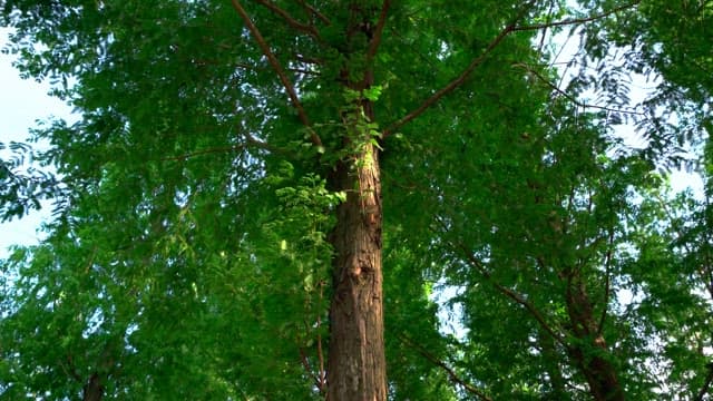 Sunlight filtering through lush green trees in a forest