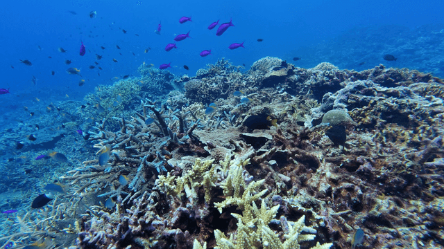 다채로운 물고기가 있는 산호초