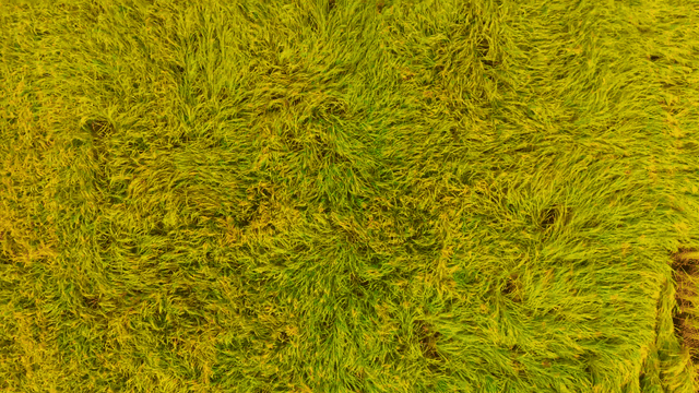 Lush green rice field swaying in the wind