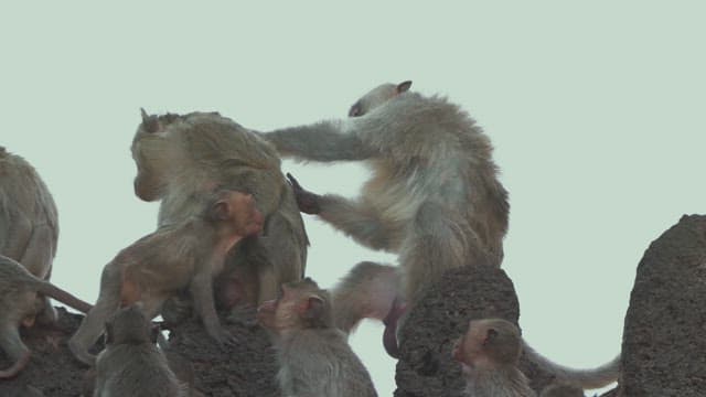 Monkeys Resting on a Stone Structure in Ancient Temple