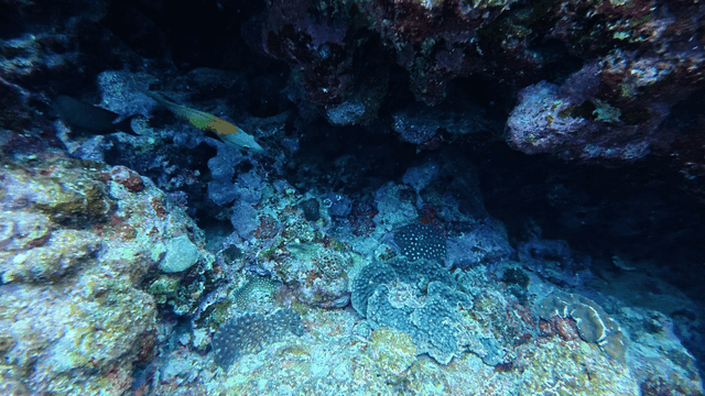 Reef where tropical fish swim