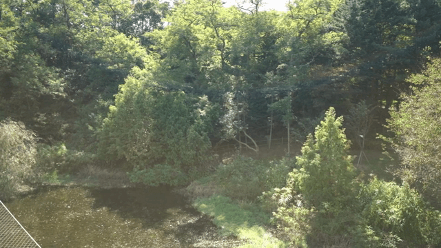 Lush forest with a small pond