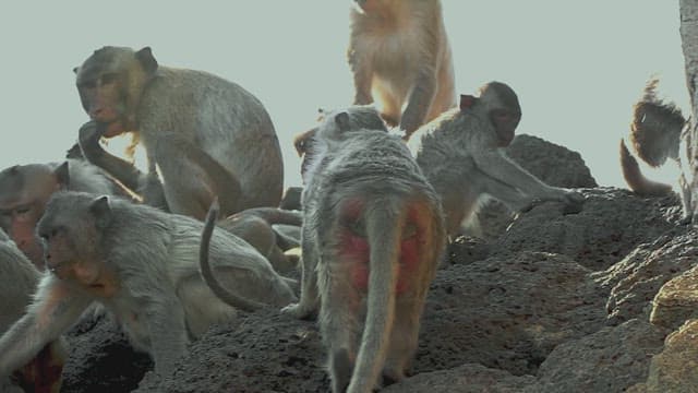 Monkeys Resting on a Stone Structure in Ancient Temple