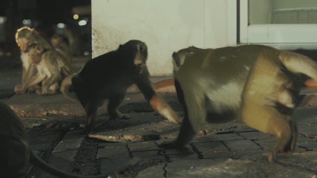 밤에 도로에 모인 원숭이들