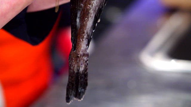 사람이 들고있는 신선한 삼세기