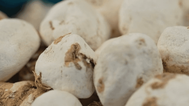 바구니에 담긴 동결 건조된 감자 더미