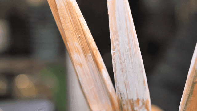 손질된 마른 나무 막대의 단면