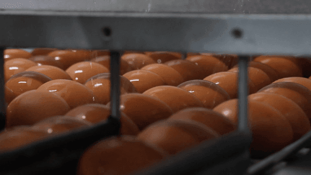 Eggs being washed on factory conveyor belt
