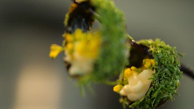 꽃과 녹색 허브로 장식된 고급 디저트 요리