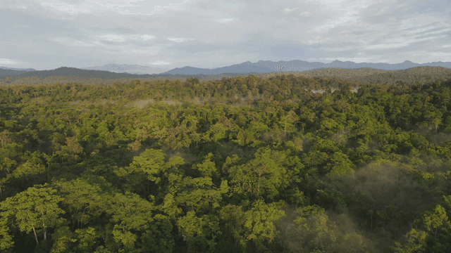 Vast forest shrouded in morning mist