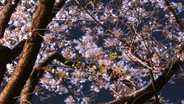 Cherry blossoms at night