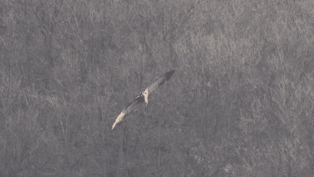 White-tailed eagle flying above forest