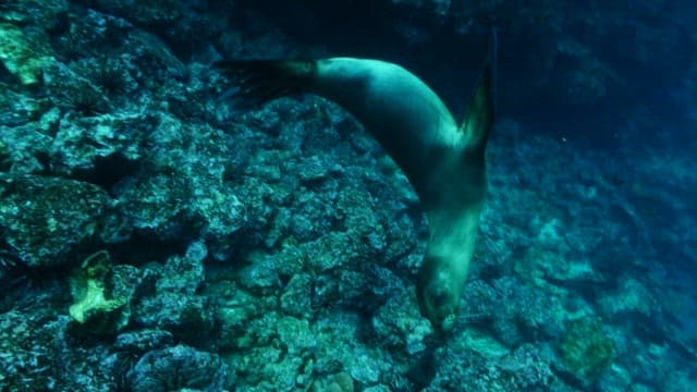 Sea Lion Gliding Through Underwater Scenery