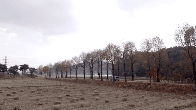 Country roads and fields lined with trees
