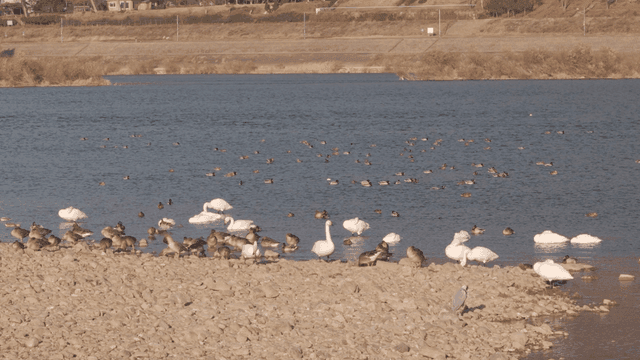 Swans and mallards swimming on river