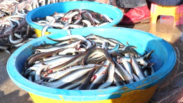 손질한 물고기를 양동이에 담는 사람들