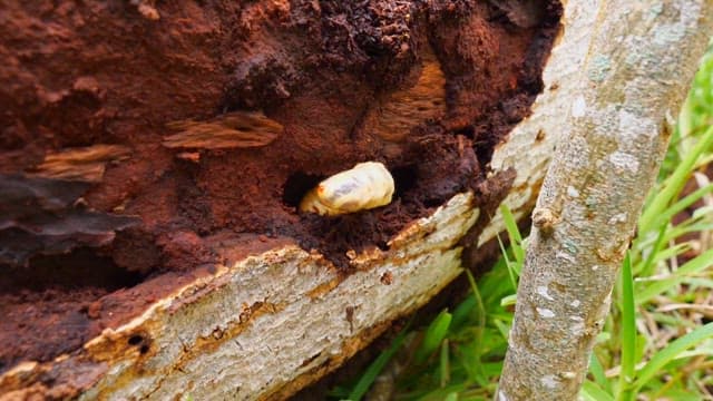 나무에서 나오는 딱정벌레와 굼벵이