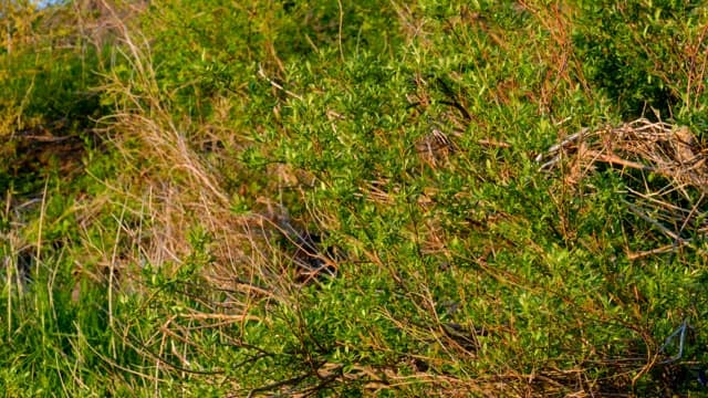 Lush green bushes in a natural setting