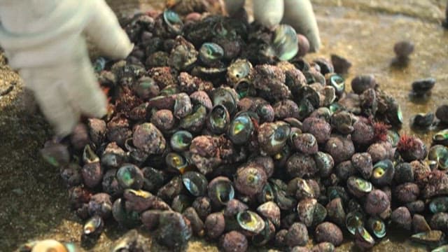 바다에서 채취한 조개 분류 작업