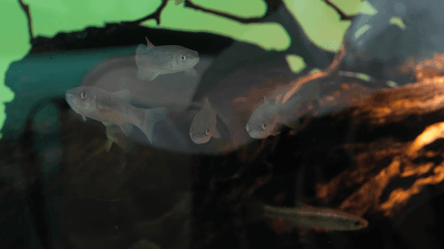 Fish swimming in aquarium with aquatic plants