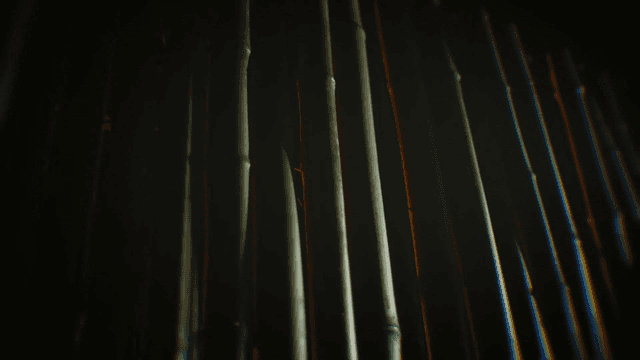 Bamboo stalks in dim lighting