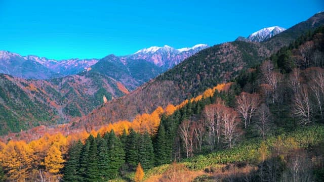 Autumn Leaves Turn Yellow at the Mountain Slope