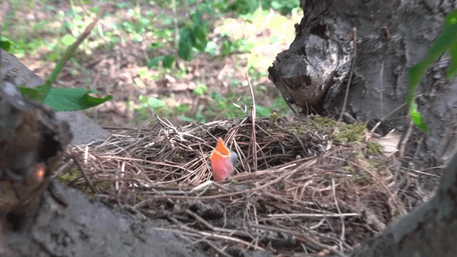 나뭇가지 둥지에 있는 새끼 새