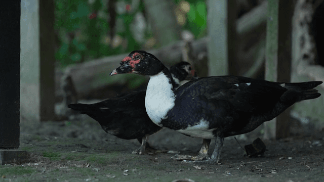 숲 바닥에 쉬고 있는 오리들