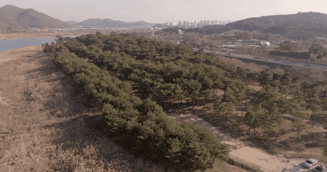 A forest near a river with distant mountains