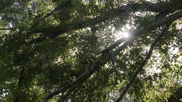 나무 사이로 햇빛이 비치는 울창한 숲