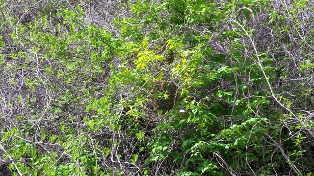 나뭇가지에 모여 있는 벌레때