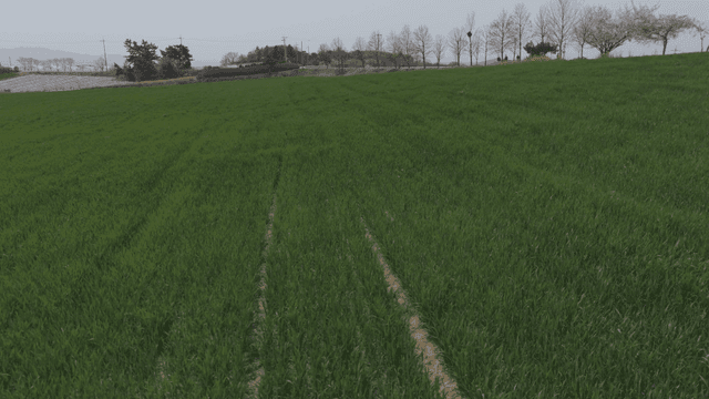 Wide green fields